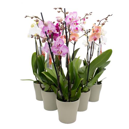 Phal.2-R mix im Hanna Übertopf grün T12 H050