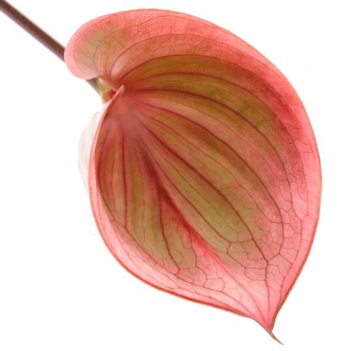 Anthurium rosa/grün Scoop Blüte 15cm