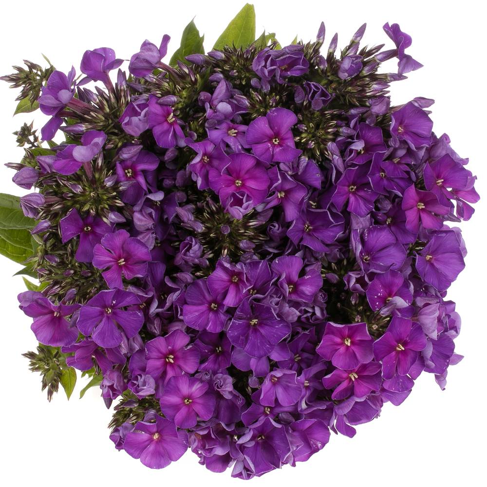 Phlox blau Bündel 40cm