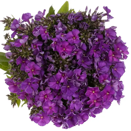 Phlox blau Bündel 40cm