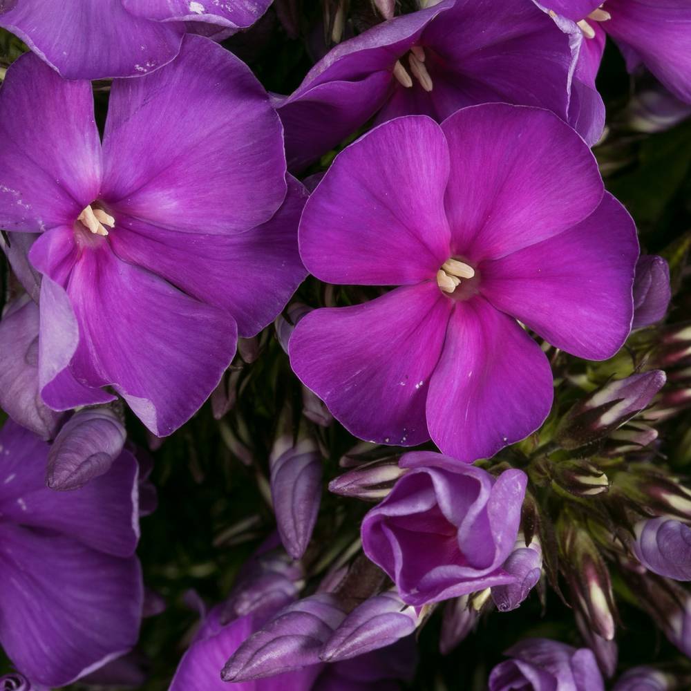 Phlox blau Bündel 40cm