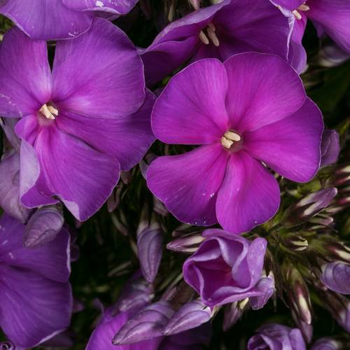 Phlox blau Bündel 40cm