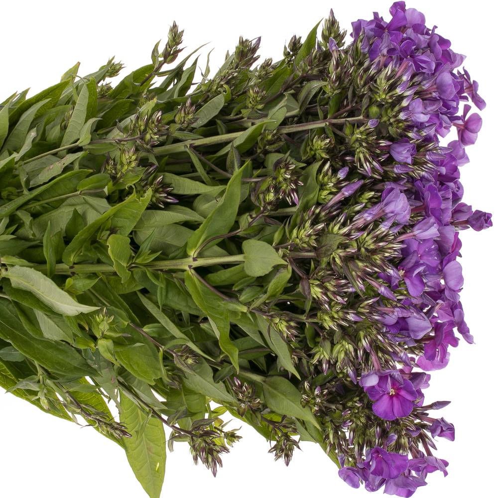 Phlox blau Bündel 40cm
