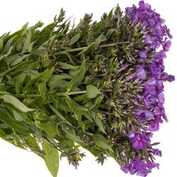 Phlox blau Bündel 40cm