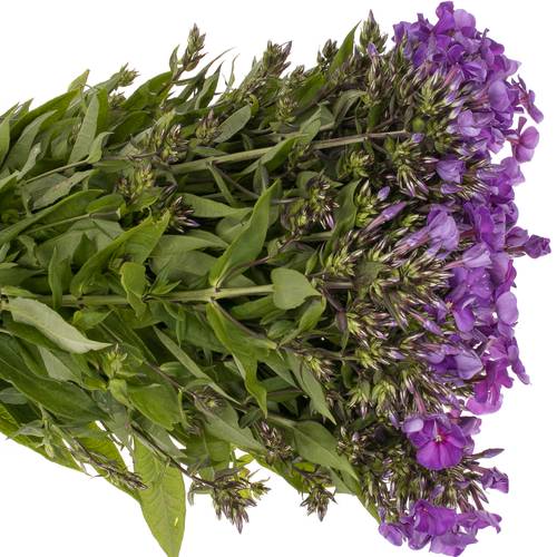 Phlox blau Bündel 40cm