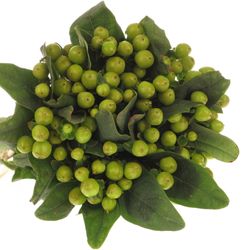 Hypericum grün Coco Bamboo 50cm
