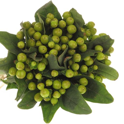 Hypericum grün Coco Bamboo 50cm