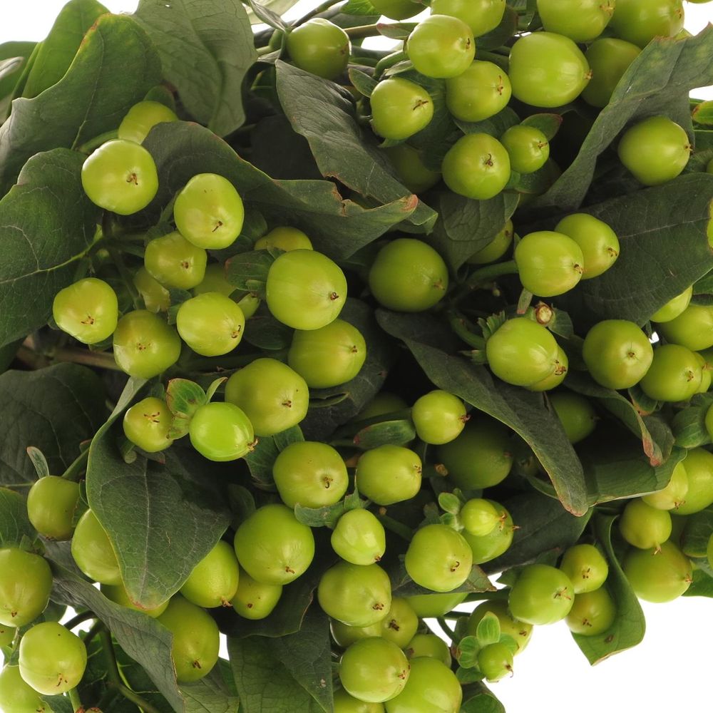Hypericum grün Coco Bamboo 50cm