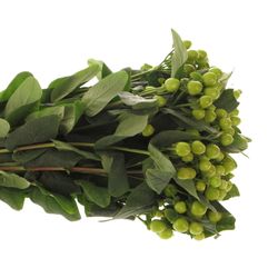 Hypericum grün Coco Bamboo 50cm