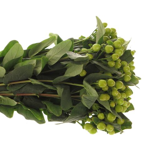 Hypericum grün Coco Bamboo 50cm