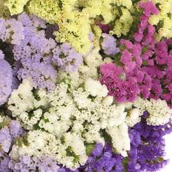 Statice mix NL 80cm