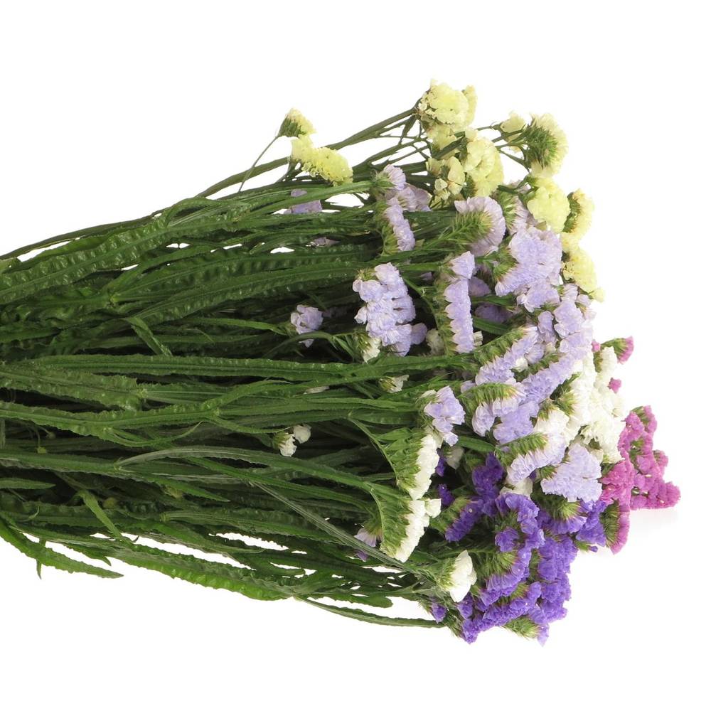 Statice mix NL 80cm