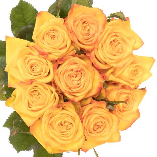 Rose orange/gelb Catalunya 80cm