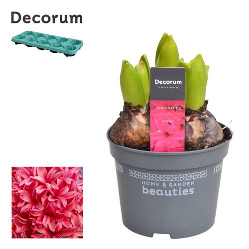 Hyazinthe 3er rot Red Glory T12 H015