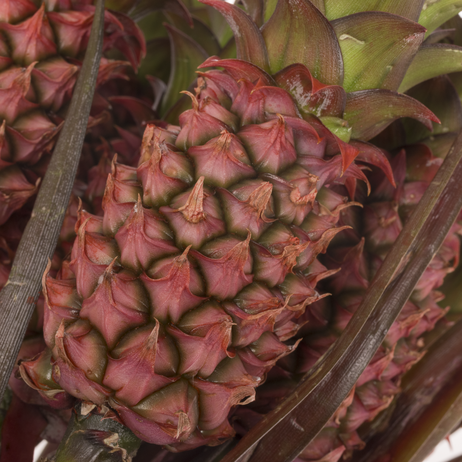 Ananas rosa Perfetto 45cm