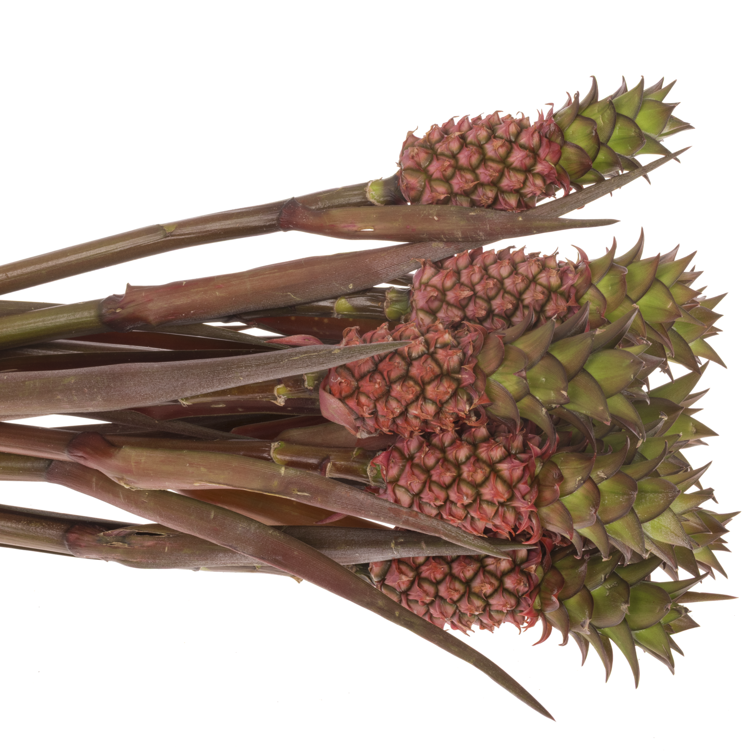 Ananas rosa Perfetto 45cm