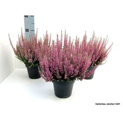 Calluna Bl rosa T13 H30