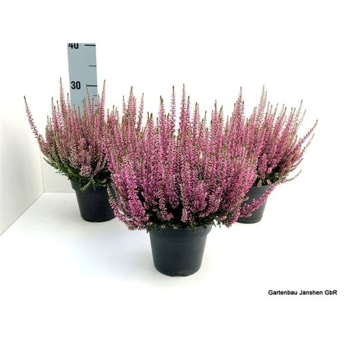 Calluna Bl rosa T13 H30