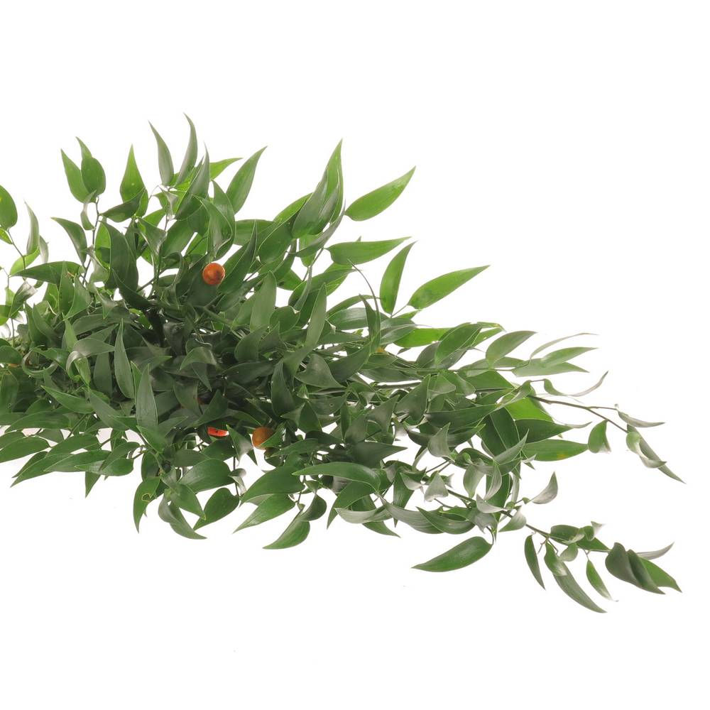 Ruskus grün fein 4 Stiele 70cm