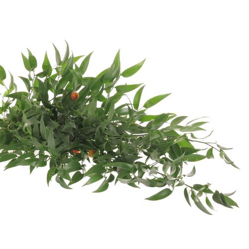 Ruskus grün fein 4 Stiele 70cm