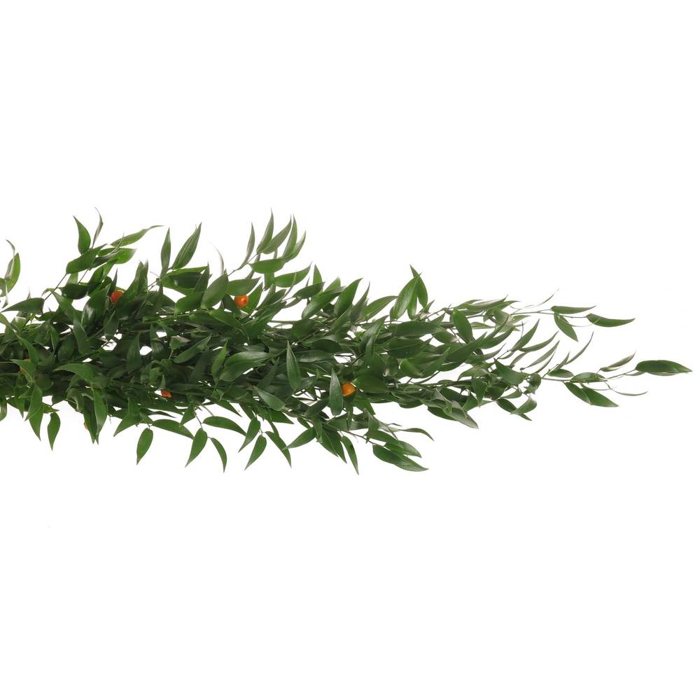 Ruskus grün fein 4 Stiele 70cm