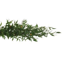 Ruskus grün fein 4 Stiele 70cm