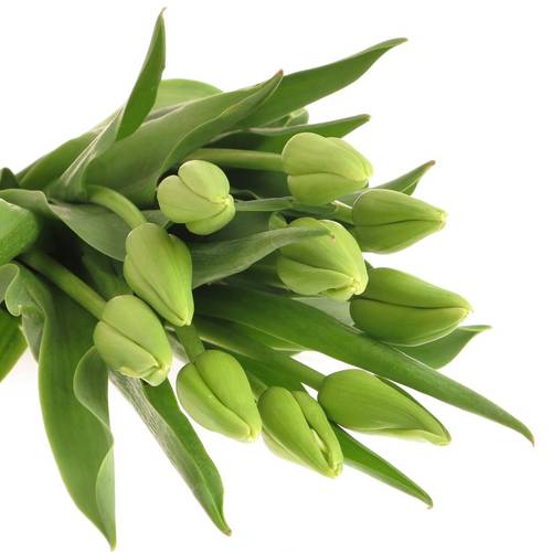 Franz.weiss/creme Proud 60 Gramm 55cm