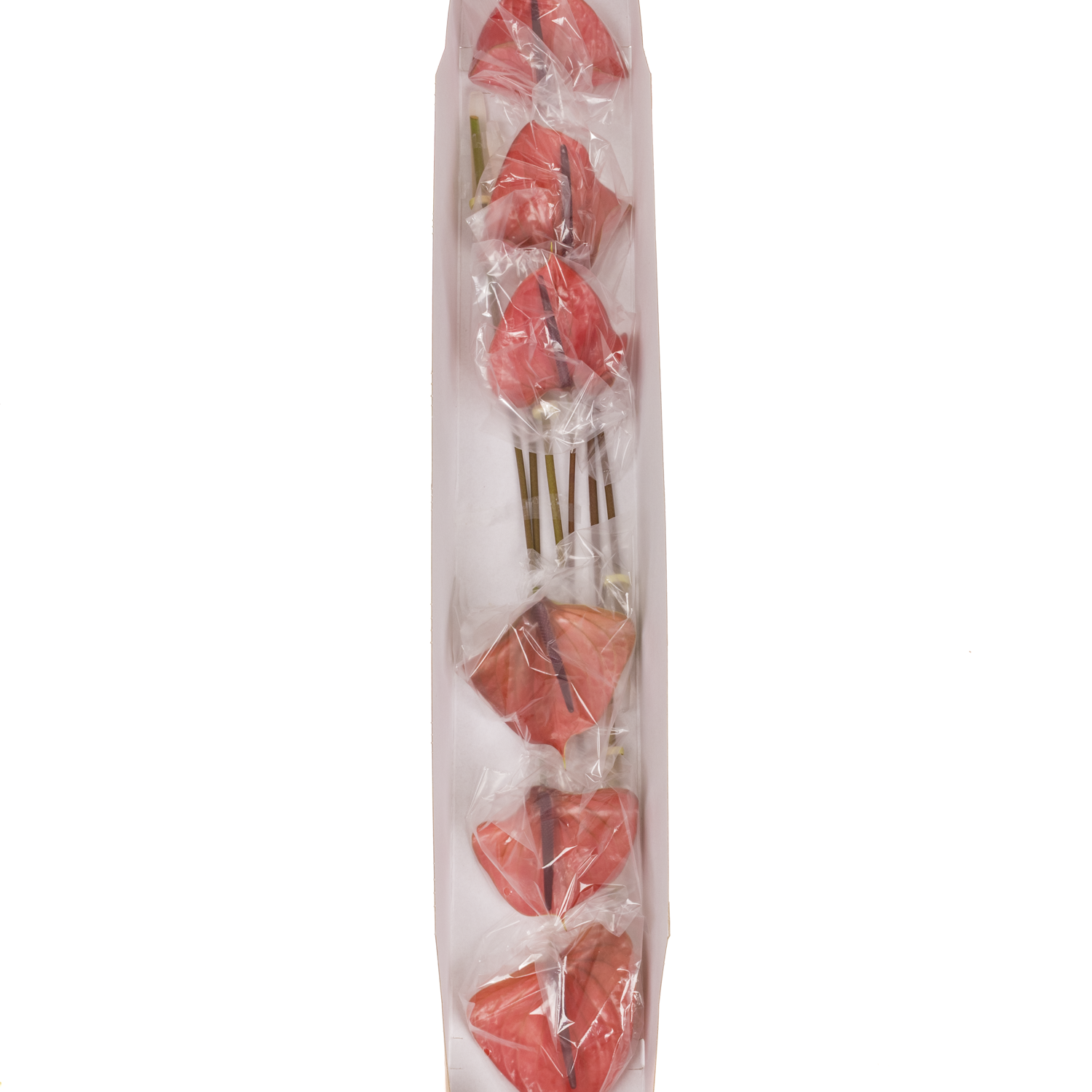 Anthurium rot Cantello Blüte 13cm