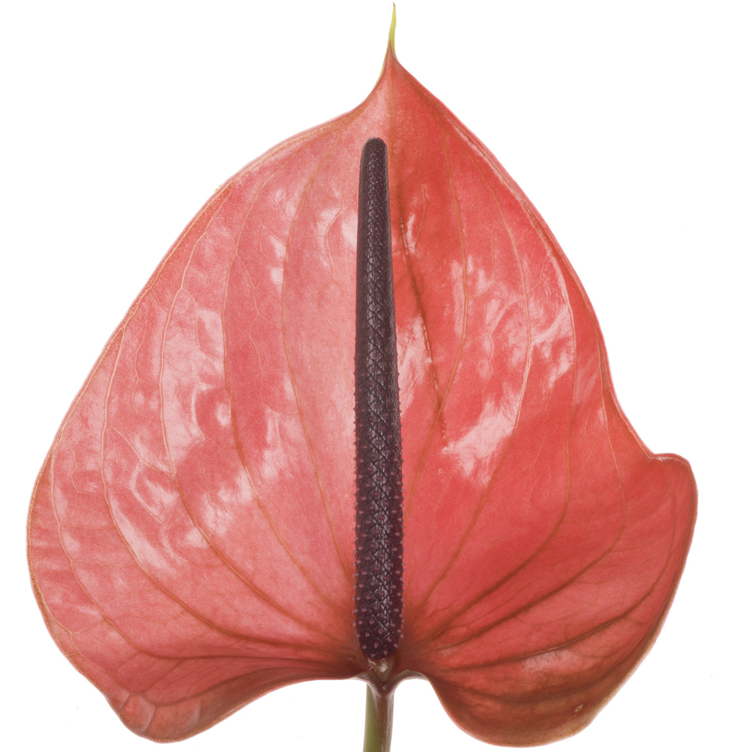 Anthurium rot Cantello Blüte 13cm