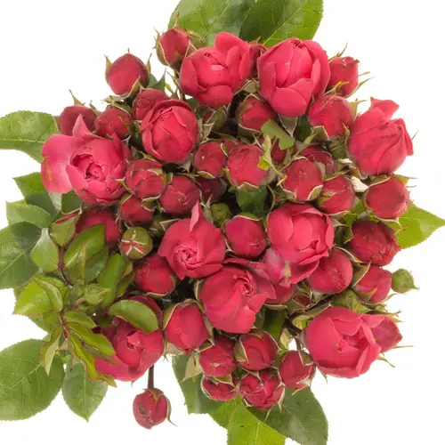 Rose Freiland fuchsia Magic Rokoko 3+Blüte 35cm