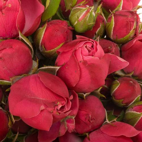 Rose Freiland fuchsia Magic Rokoko 3+Blüte 35cm