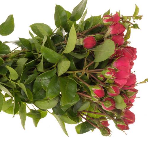 Rose Freiland fuchsia Magic Rokoko 3+Blüte 35cm