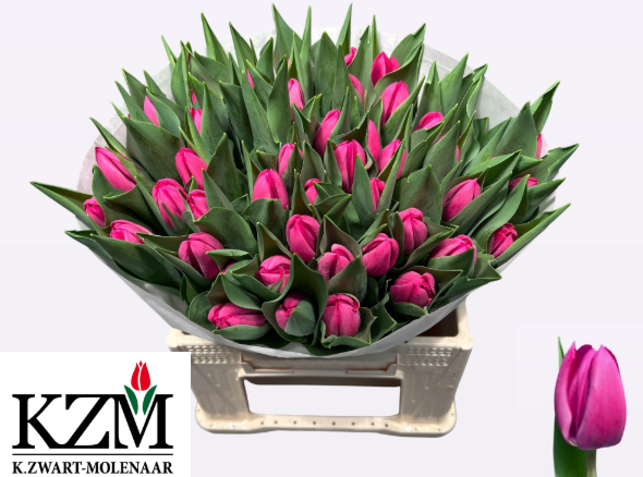 Tulpe rosa Debu red 36 Gramm