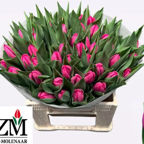 Tulpe rosa Debu red 36 Gramm