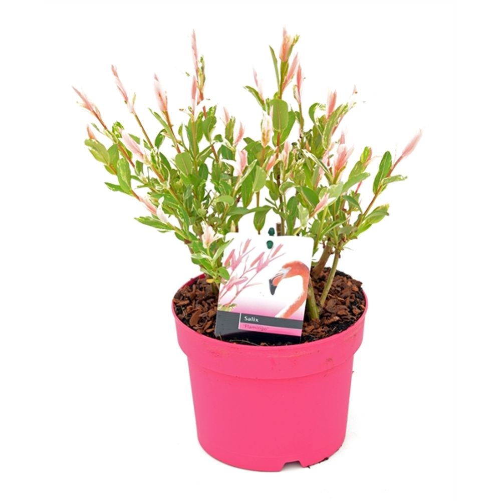 Salix Flamingo Busch T17 H040