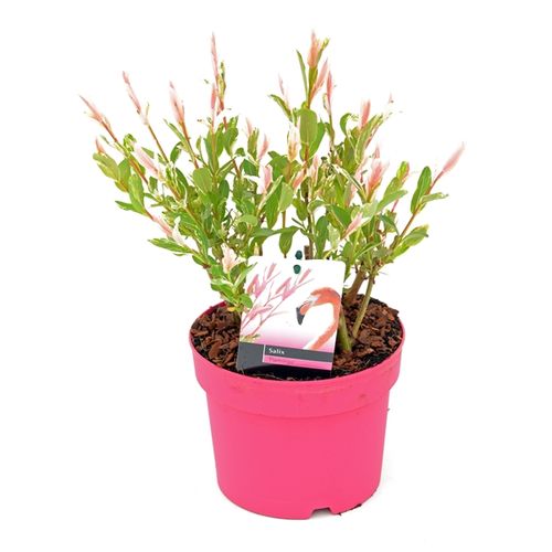 Salix Flamingo Busch T17 H040