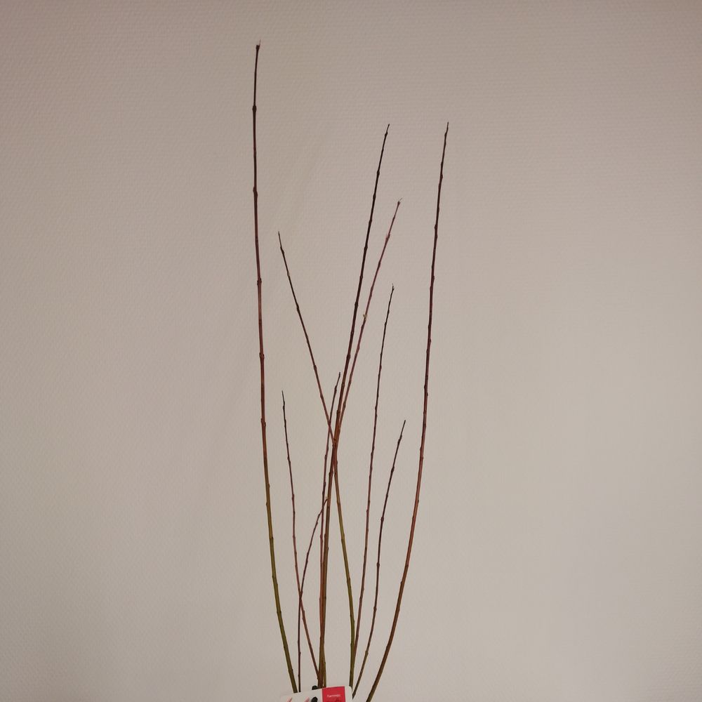 Salix Flamingo Busch T17 H040