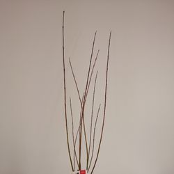 Salix Flamingo Busch T17 H040