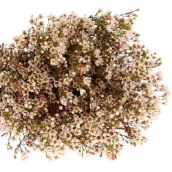 Wachsflower weiss Maya 25 Gramm 70cm