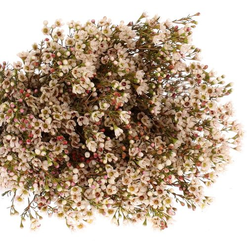 Wachsflower weiss Maya 25 Gramm 70cm
