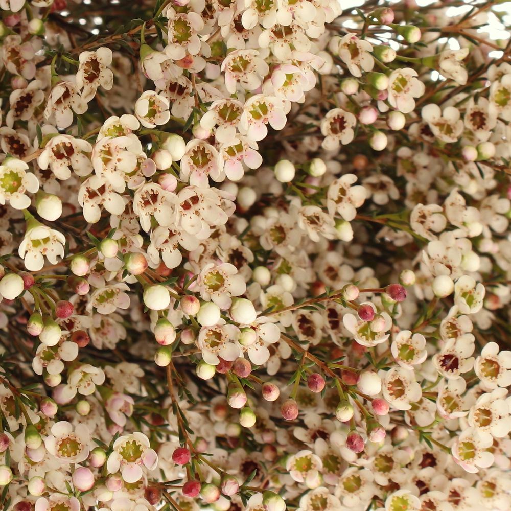 Wachsflower weiss Maya 25 Gramm 70cm