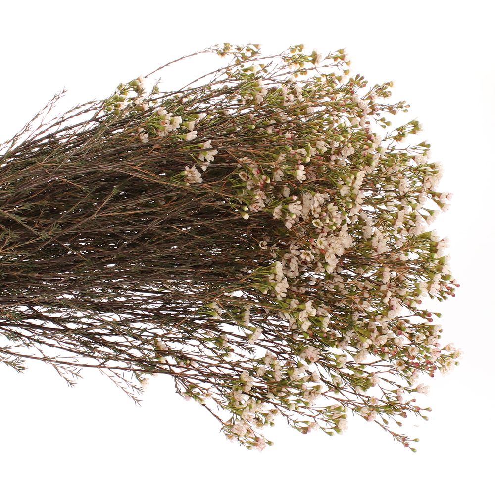 Wachsflower weiss Maya 25 Gramm 70cm