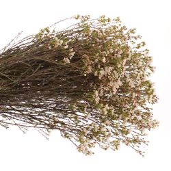 Wachsflower weiss Maya 25 Gramm 70cm