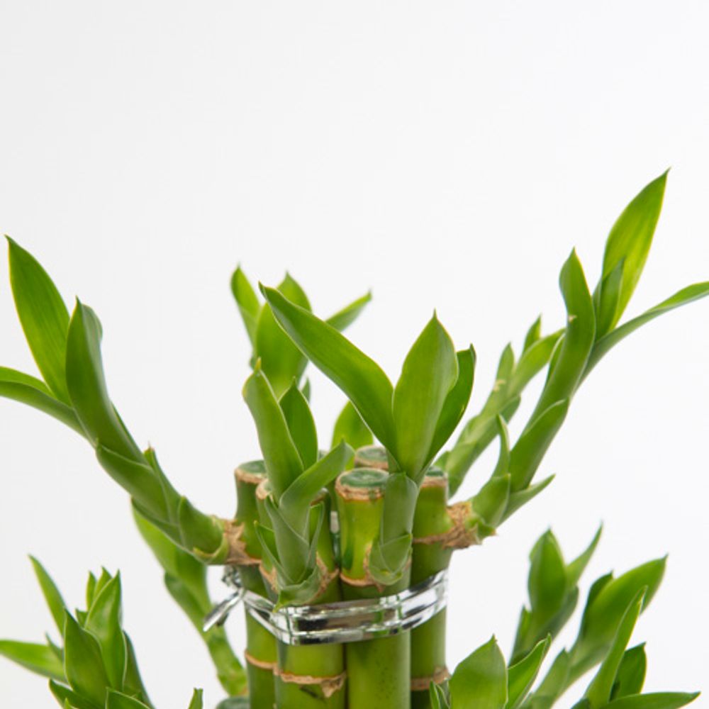 Lucky Bamboo     T10 H25 Kerami