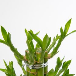 Lucky Bamboo     T10 H25 Kerami