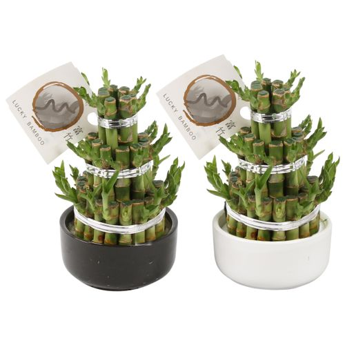 Lucky Bamboo     T10 H25 Kerami