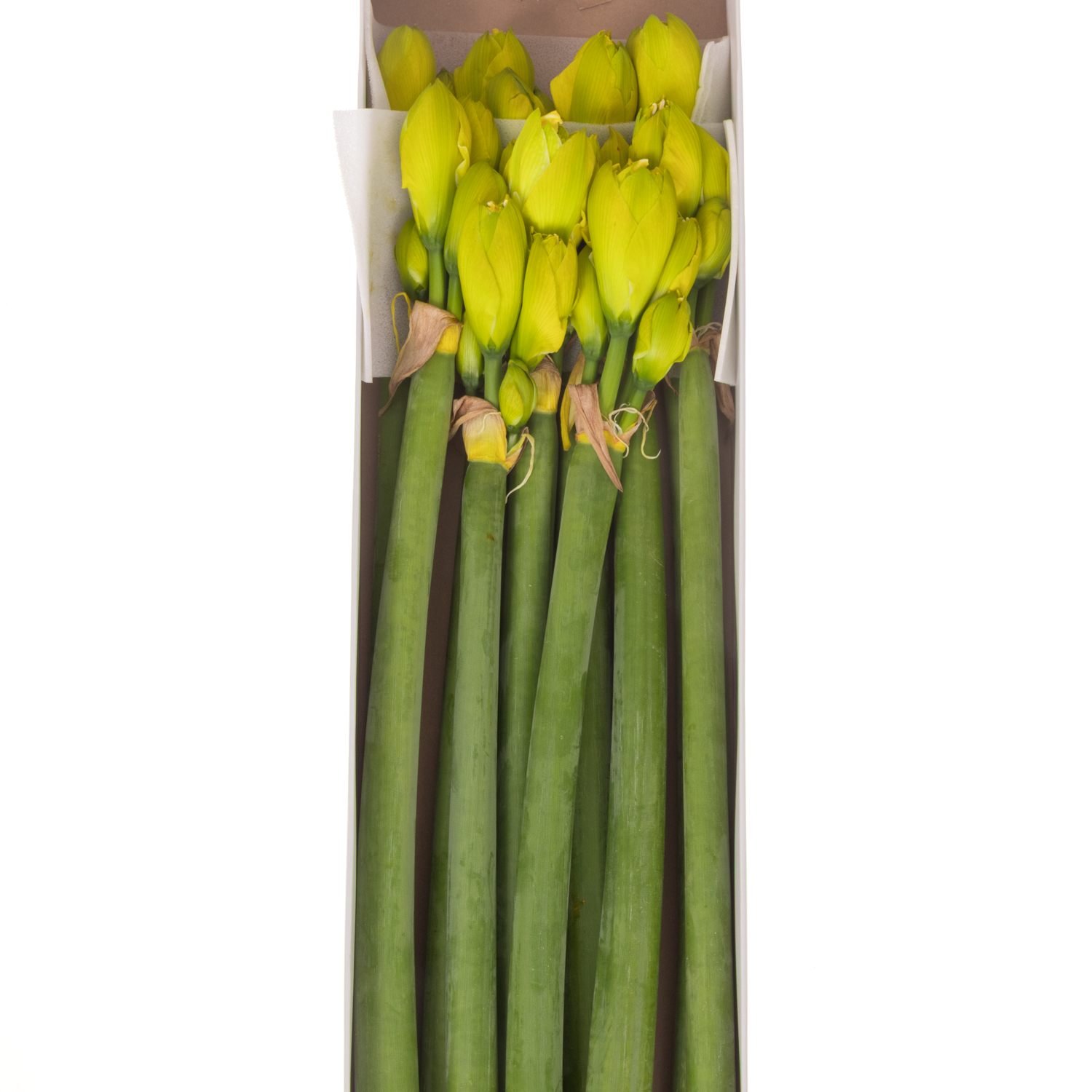 Amaryllis Krt. gelb gefärbt gefüllt 4Blüte