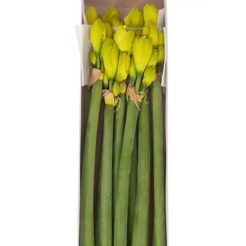 Amaryllis Krt. gelb gefärbt gefüllt 4Blüte