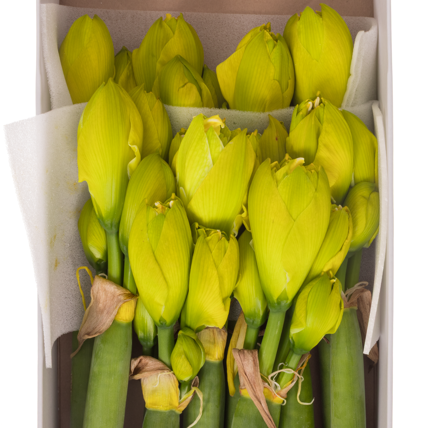 Amaryllis Krt. gelb gefärbt gefüllt 4Blüte