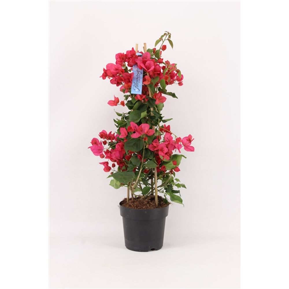 Bougainvillea rot Pyr. P17 T17 H065